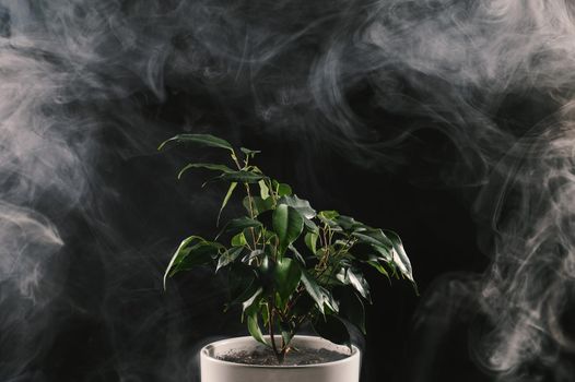 Smoke on a ficus in a pot on a black background