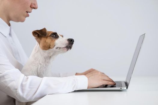 Caucasian woman working at laptop with dog jack russell terrier on her knees