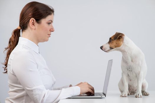 Caucasian woman working on laptop with jack russell terrier dog on table