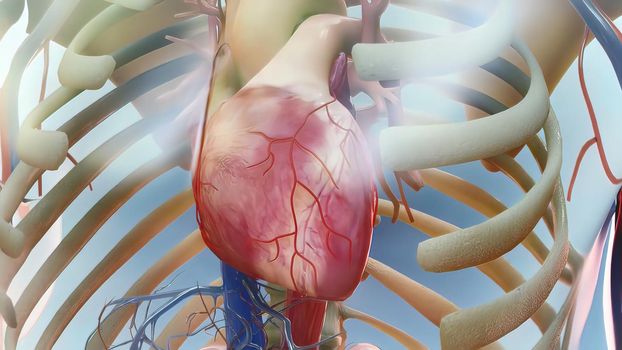 Heart failure means that the heart is unable to pump blood around the body properly. 3D illustration