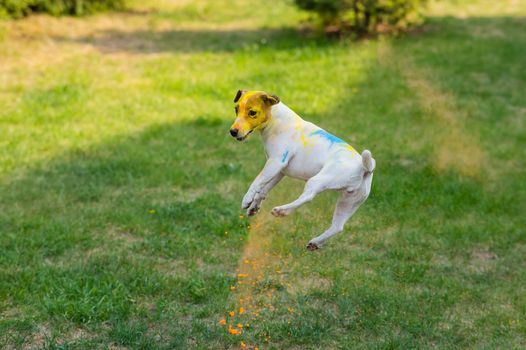 Dog jack russell terrier stained in holi colors jumps on a green lawn