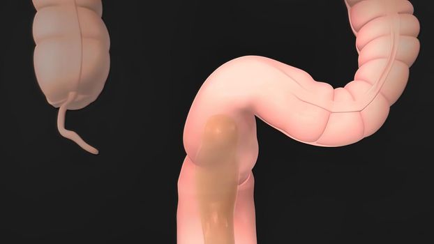 Anatomy of the human digestive system 3D illustration