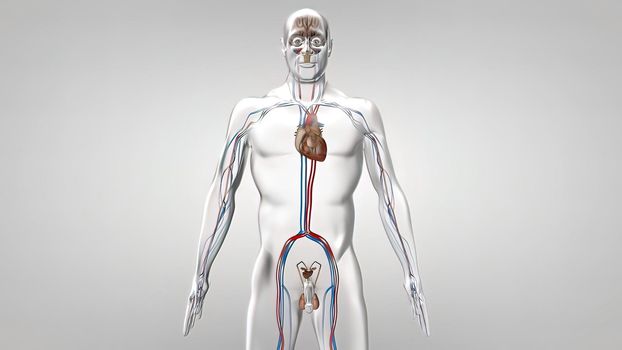 Most men have two testes. The testes are responsible for making testosterone, the primary male sex hormone, and for producing sperm 3D illustration