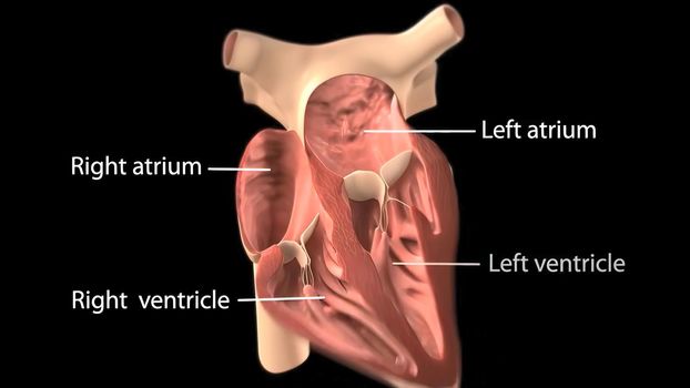 Chambers of the Heart The right atrium receives blood from the veins and pumps it to the right ventricle 3D illustration