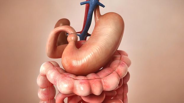 Billions of microbiome attack and destroy virus inside gut. Bacteria being killed by good microorganisms inside human body. 3D illustration