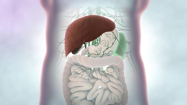 The liver is needed to digest food and cleanse your body of toxic substances. 3D illustration