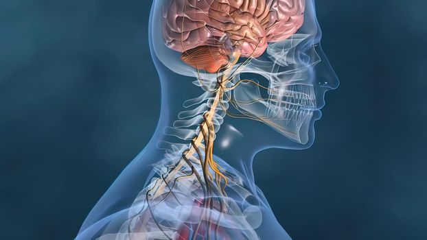 heartbeat and nervous system 3D illustration