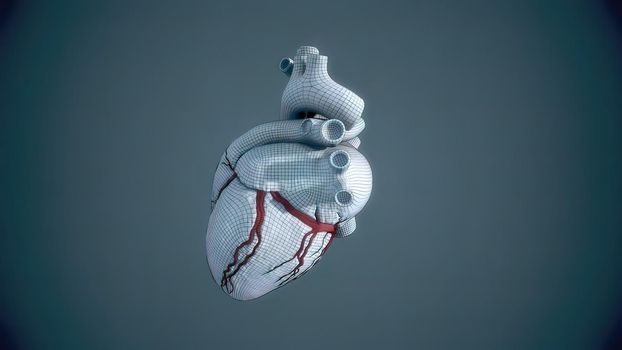 Human heart, realistic anatomy 3D illustration