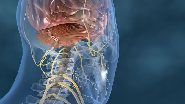 heartbeat and nervous system 3D illustration