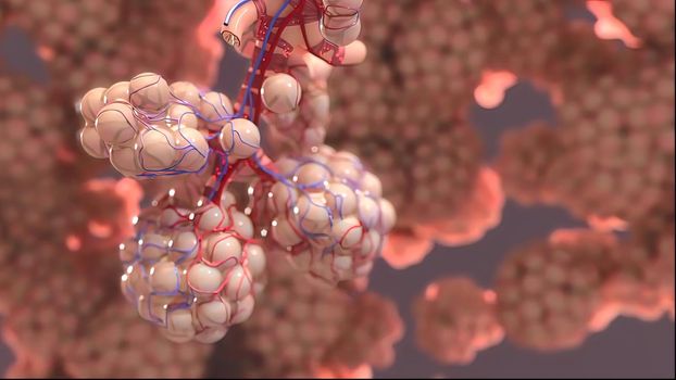 Lung Immunity and Inflammation 3D illustration