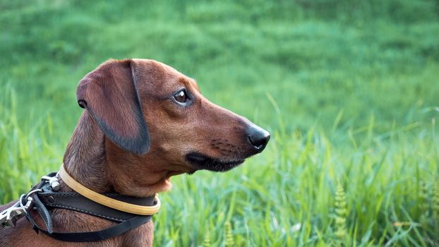 Head of a hunting dog close-up on a background of green grass