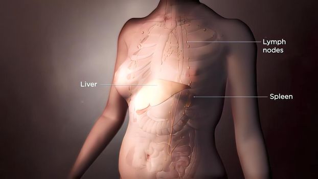 The functioning of the human body lymphatic system on black background 3D illustration