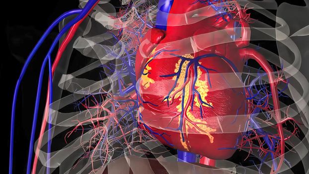 Human Circulatory System Heart Beat Anatomy Concept. 3D illustration