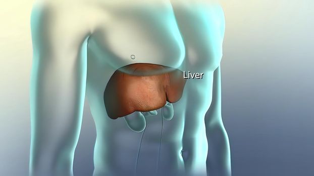 The liver is needed to digest food and cleanse your body of toxic substances. 3D illustration