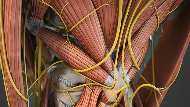 Muscular System complete , camera rotation showing all the muscles. 3d illustration