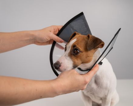 A veterinarian puts a plastic cone collar on a Jack Russell Terrier dog after a surgery