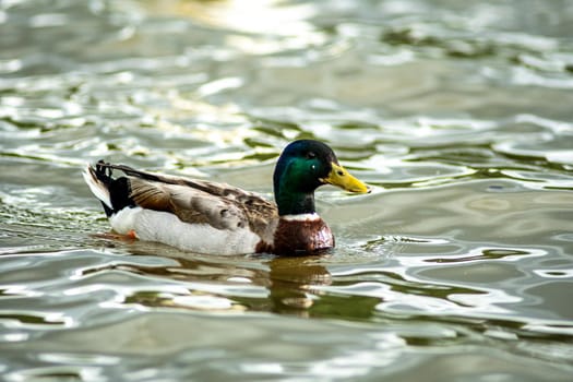 wild duck relaxing in water on a lake