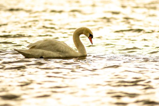 gorgeous white swan chilling in the lake junaluska of north carolina