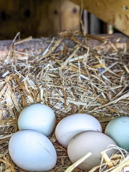 Close-up view of group of raw white chicken eggs in nest