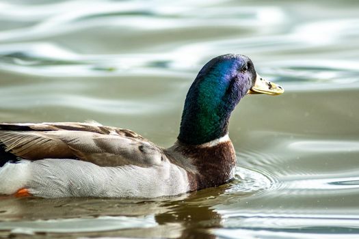 wild duck relaxing in water on a lake