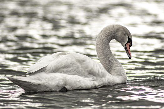 gorgeous white swan chilling in the lake junaluska of north carolina