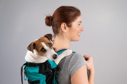 Caucasian woman carries jack russell terrier dog in her backpack