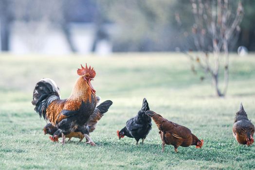 Rooster and Chickens. Free Range Cock and Hens