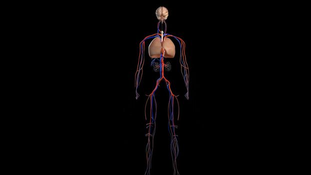 The cardiovascular system and circulatory system is an organ system that allows blood to circulate 3d illustration