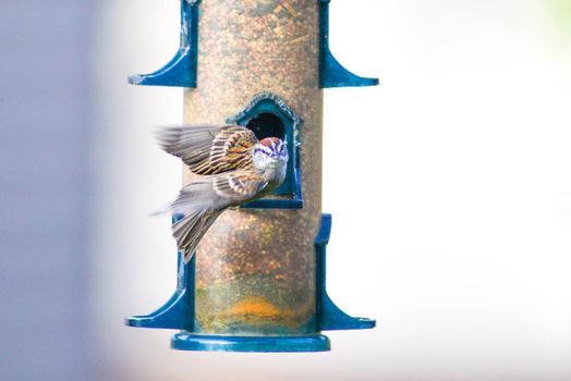 bunch of birds hanging out at the bird feeder