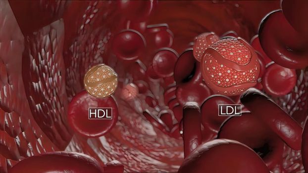 High-density lipoprotein (HDL) cholesterol is known as good cholesterol because it helps remove other forms of cholesterol from your bloodstream. 3D illustration