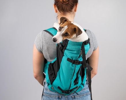 Caucasian woman carries jack russell terrier dog in her backpack