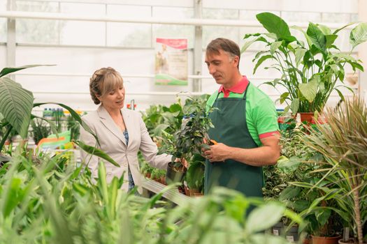 Gardener man advising female client during buying plants in the garden center