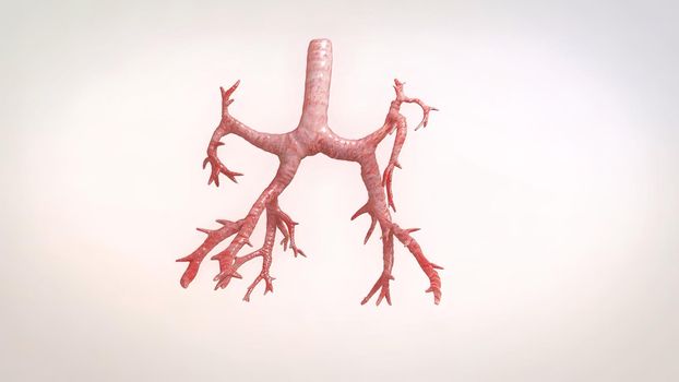 Bronchopulmonary segmental anatomy. 3D illustration