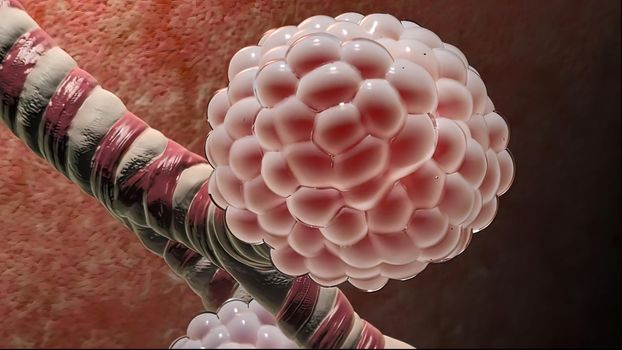 The lungs are a pair of spongy, air-filled organs located on either side of the chest . The trachea conducts inhaled air into the lungs through its tubular branches, called bronchi. 3D illustration