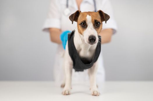 A doctor puts a blanket on a Jack Russell Terrier dog after a surgical operation