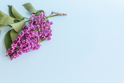 A bouquet of purple, spring, fragrant lilac with green leaves on a blue background and free space for advertising.