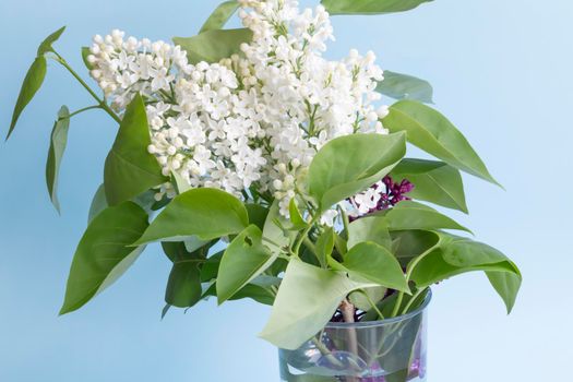 A bouquet of white, spring, fragrant lilac with green leaves on a blue background and free space for advertising.