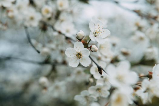Blooming cherry branches with white flowers close-up, background of spring nature. Macro image of vegetation, close-up with depth of field.
