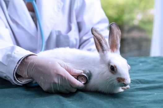 A veterinarian is treating a rabbit in an animal hospital.