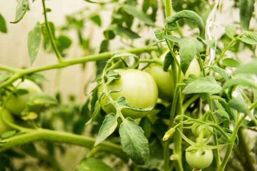 Tomatoes are hanging on a branch in the greenhouse. The concept of gardening and life in the country.