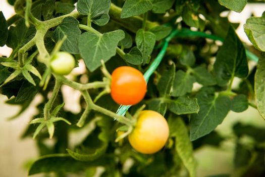 Tomatoes are hanging on a branch in the greenhouse. The concept of gardening and life in the country.