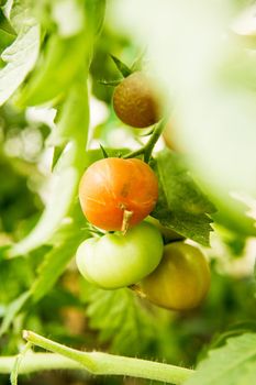 Tomatoes are hanging on a branch in the greenhouse. The concept of gardening and life in the country.