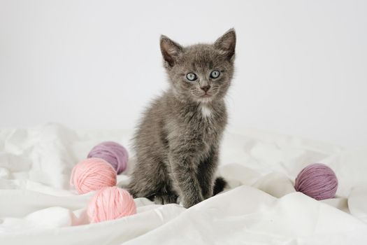 Little curious grey kitten sitting over white blanket looking at camera with balls skeins of thread.