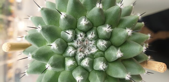 Cactus (Gymno ,Gymnocalycium) and Cactus flowers in cactus garden many size and colors popular use for decorative in house or flower shop