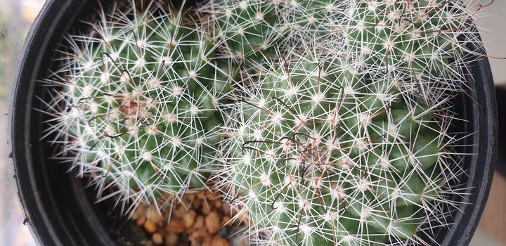 Cactus (Gymno ,Gymnocalycium) and Cactus flowers in cactus garden many size and colors popular use for decorative in house or flower shop