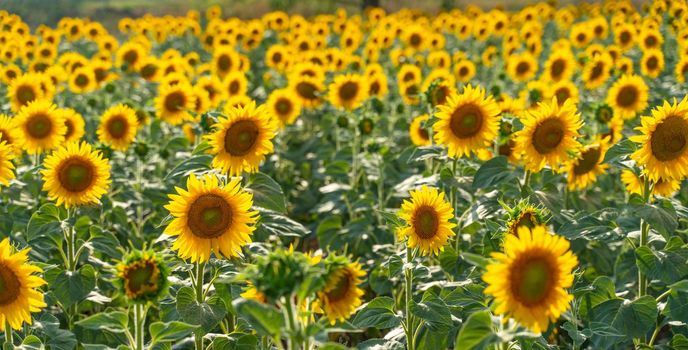 Beautiful sunflower garden. field of blooming sunflowers against the backdrop of sunset. The best kind of sunflower in bloom. Growing sunflowers to make oil