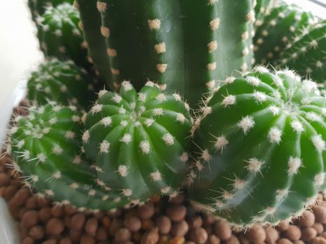 Cactus (Gymno ,Gymnocalycium) and Cactus flowers in cactus garden many size and colors popular use for decorative in house or flower shop