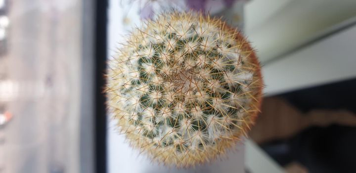 Cactus (Gymno ,Gymnocalycium) and Cactus flowers in cactus garden many size and colors popular use for decorative in house or flower shop