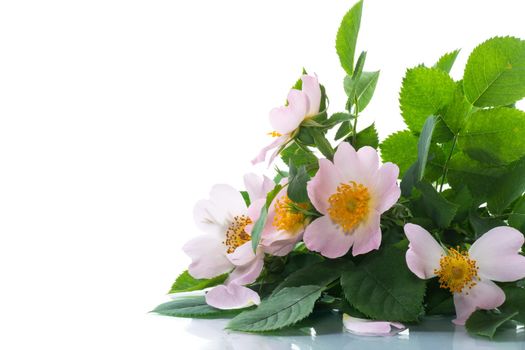 small bouquet of wild rosehip flowers, isolated on white background.