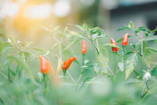 Chilli peppers or red chilies in farm gardening is vegetable use for ingredient of Thai food